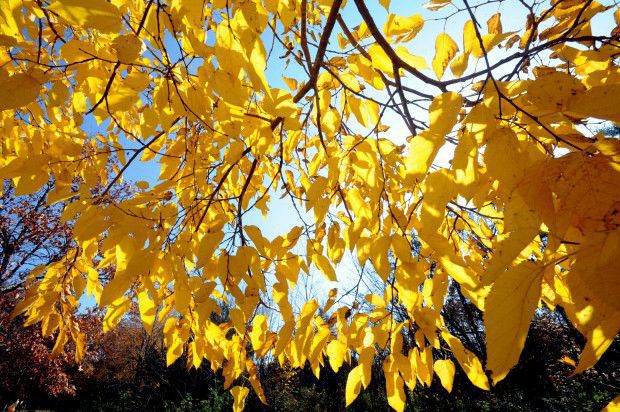 2012: Fall Colors